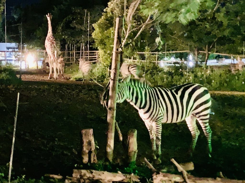 【仙台市太白区】夏休みの終わりは夜の動物園特別開放「ナイトズージアム2024」で決まり!! | 号外NET 仙台市太白区