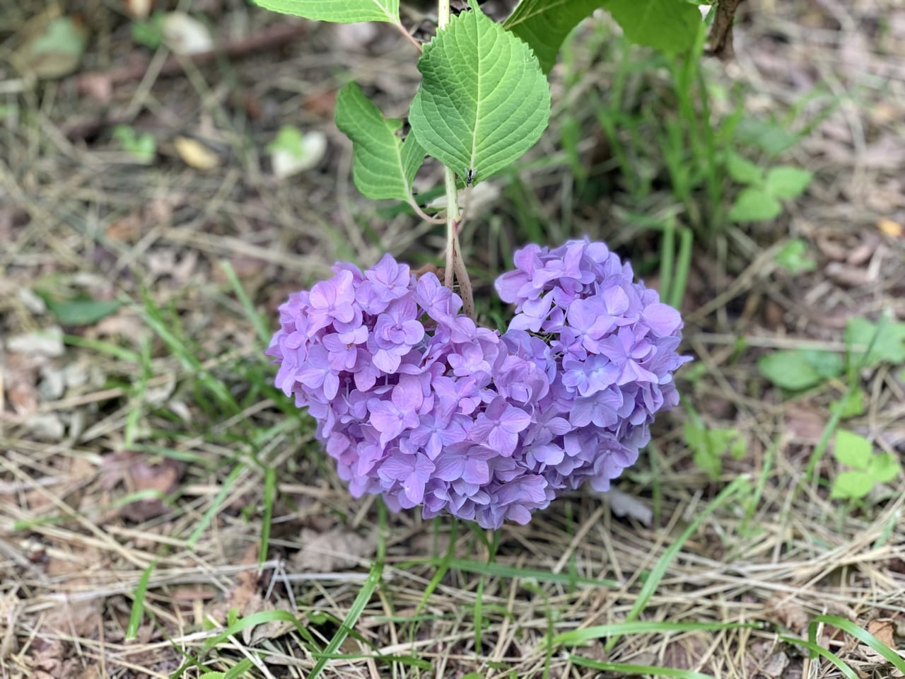 しばた紫陽花まつり
