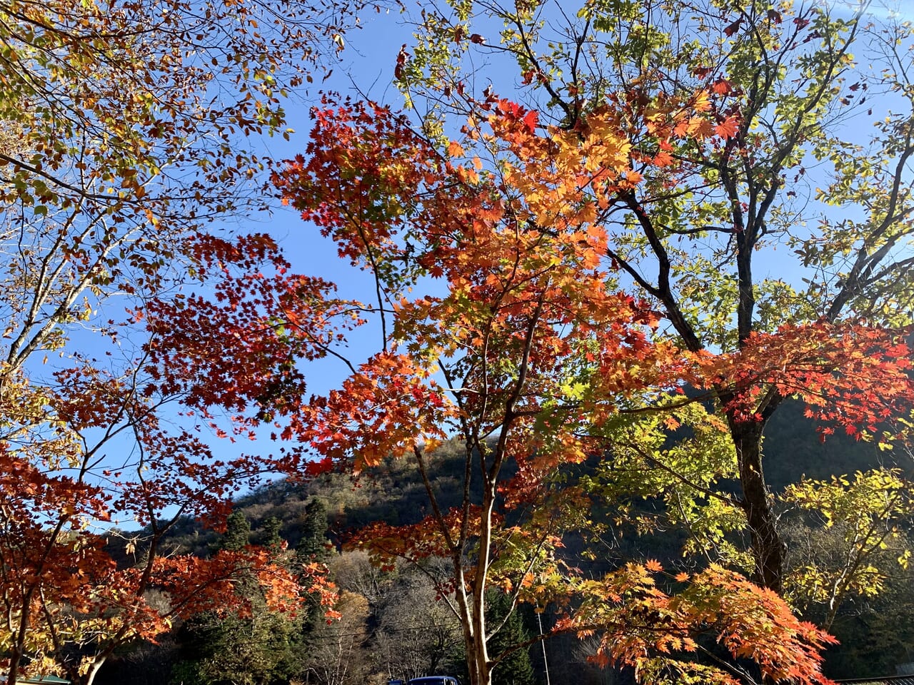 秋保大滝植物園　紅葉