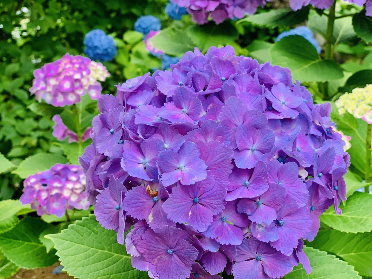西洋紫陽花