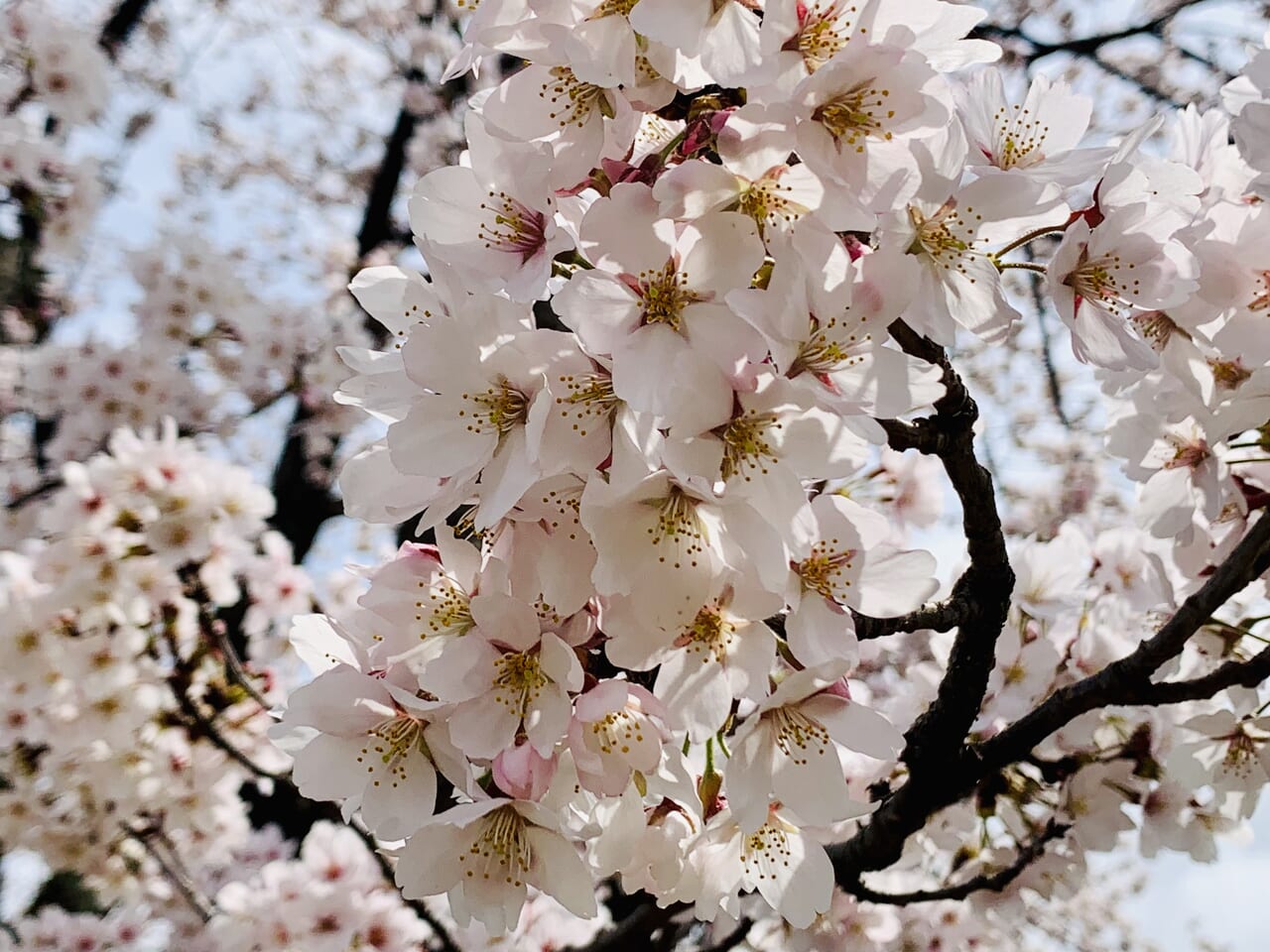 ざる川の桜