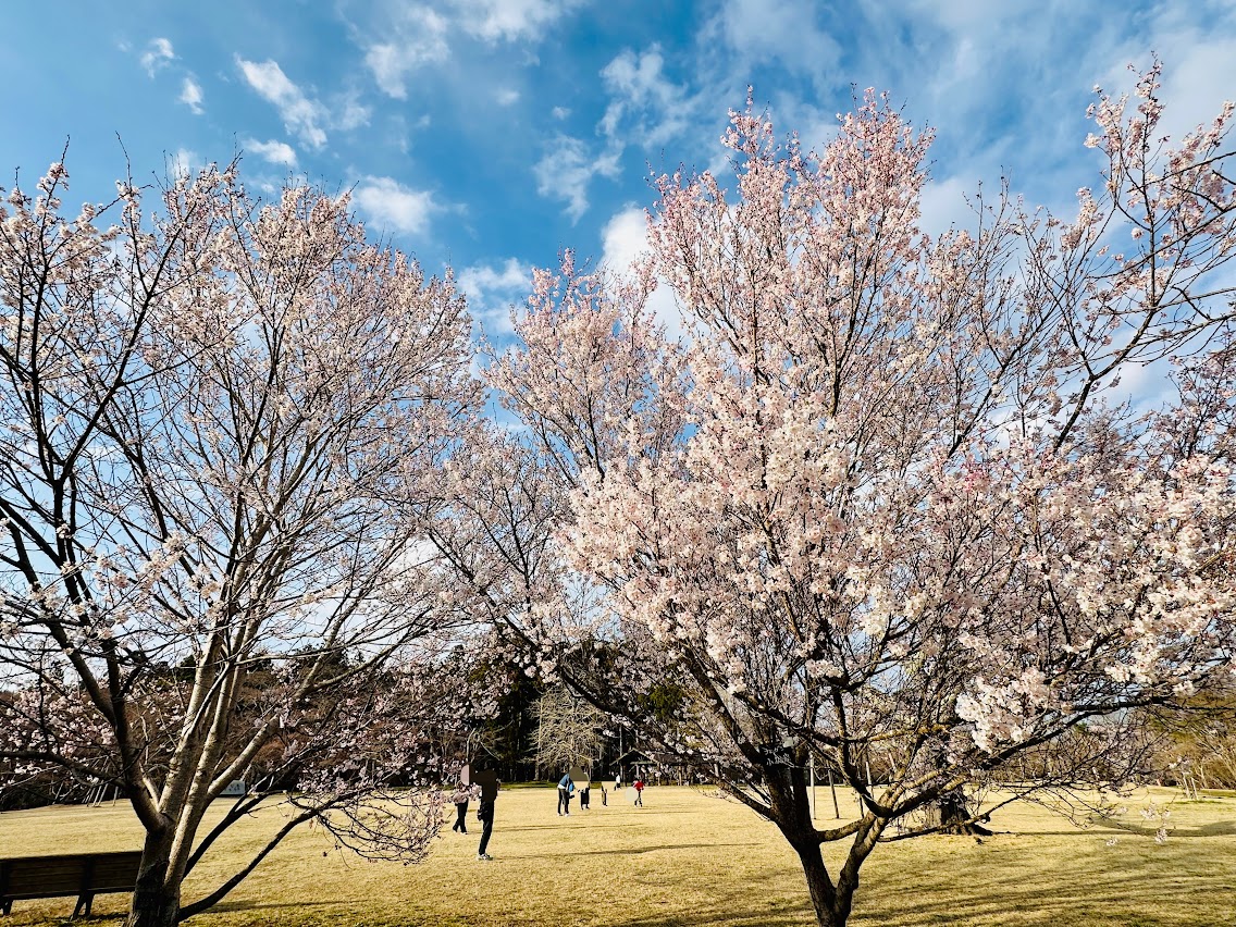 三神峯公園の桜