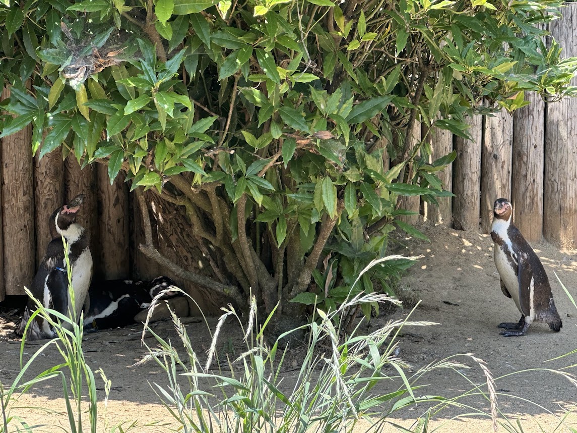 八木山動物公園