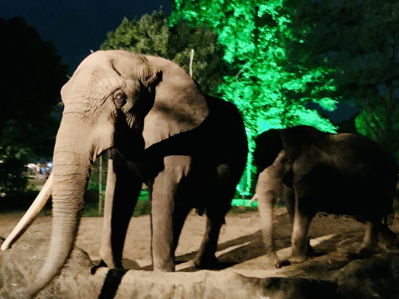 八木山動物公園
