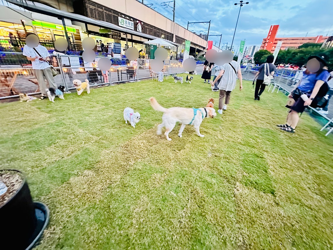 WITH DOG GREEN PARK