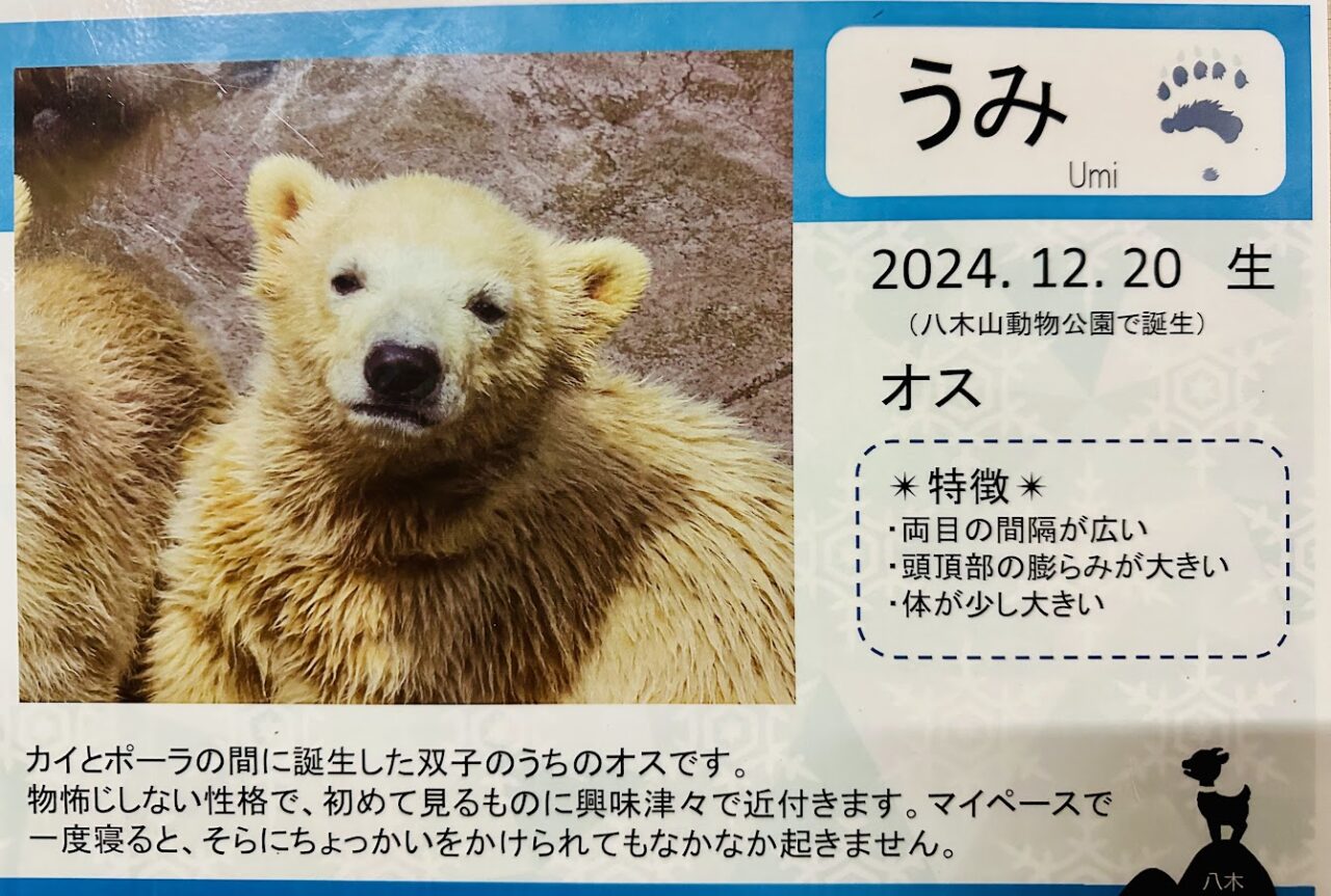 ホッキョクグマうみ