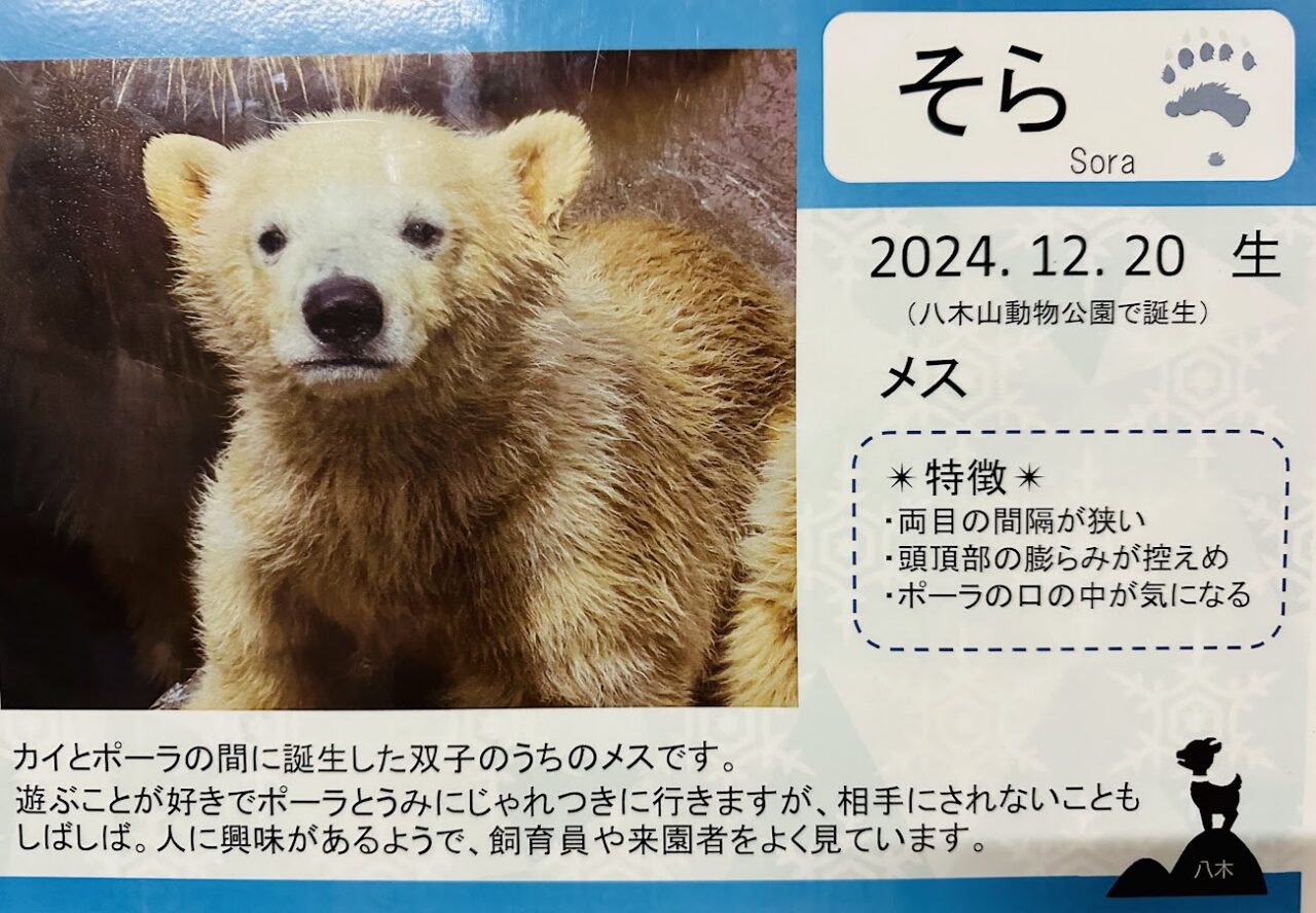 ホッキョクグマそら