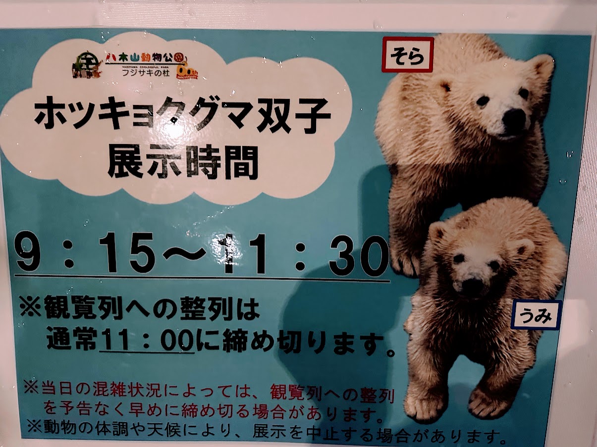 双子のホッキョクグマ　展示時間