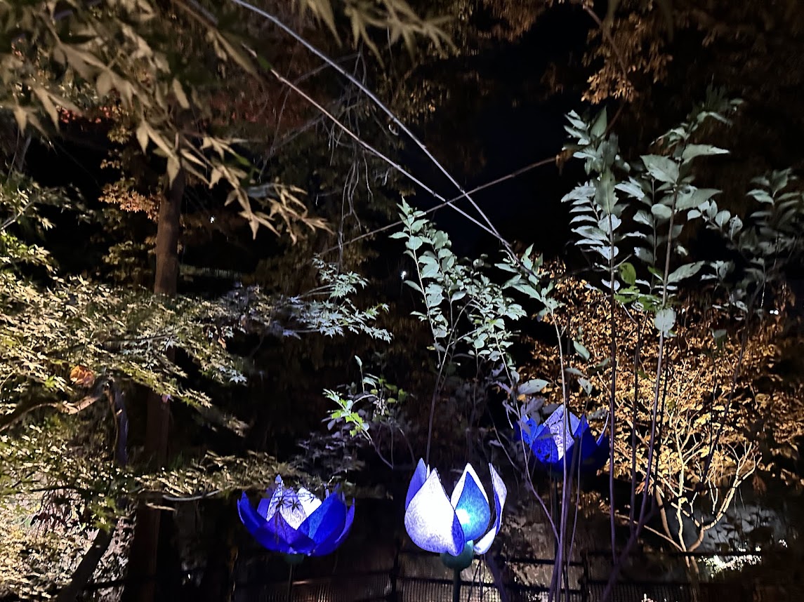 もみじのこみちライトアップ