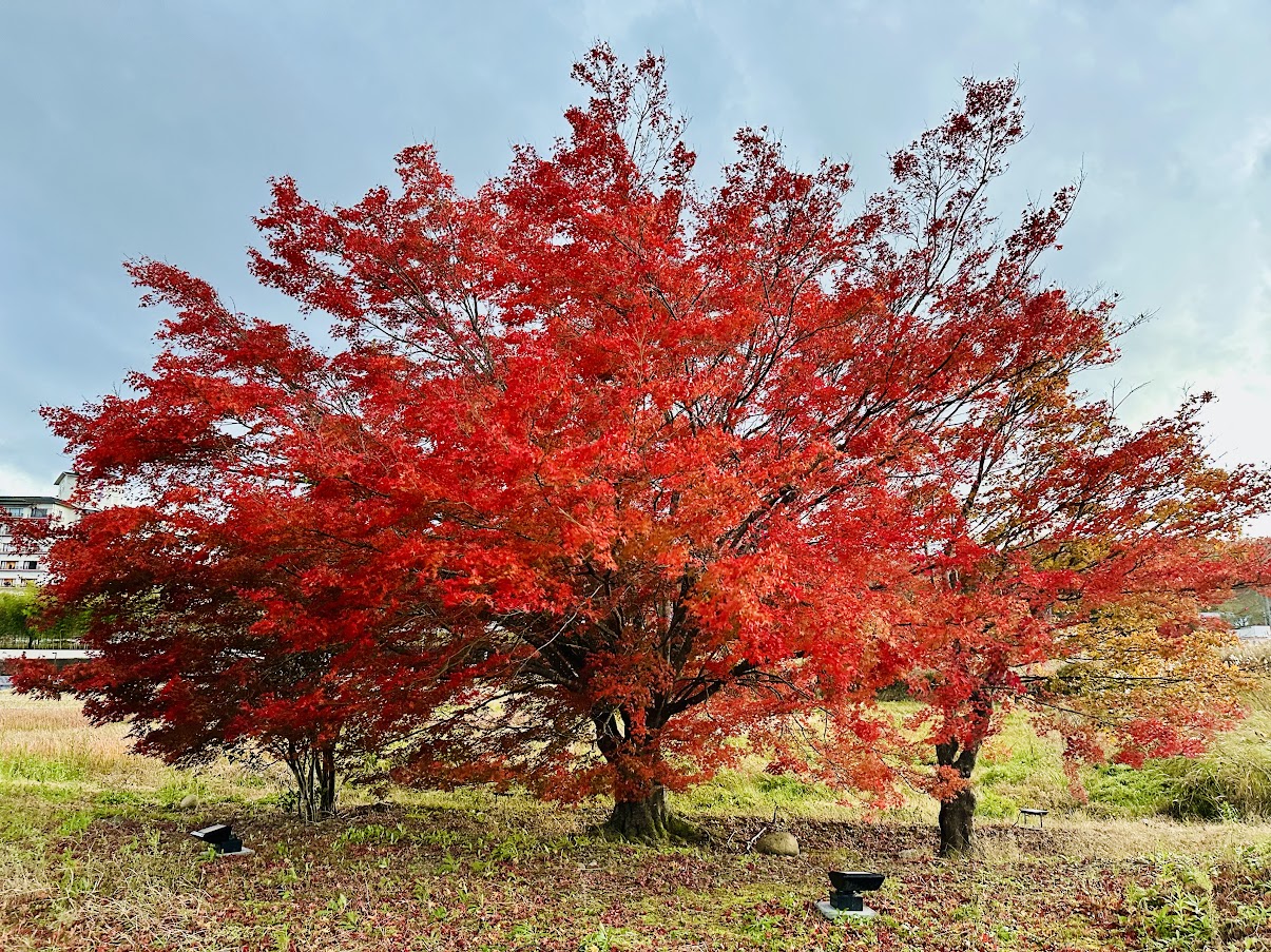 ルミナでポン！