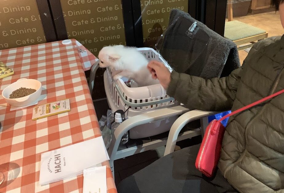 レストランHACHI