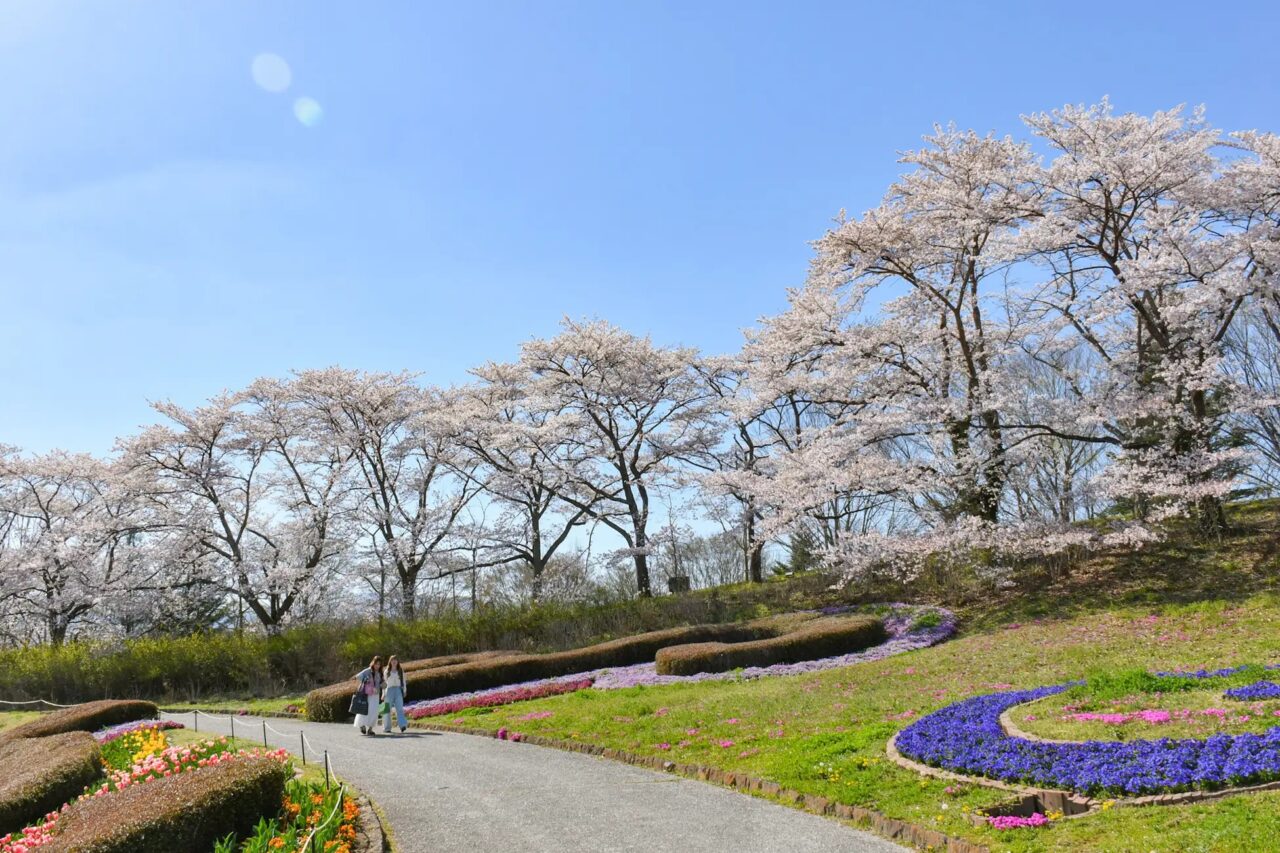 ソメイヨシノ(彩のひろば)