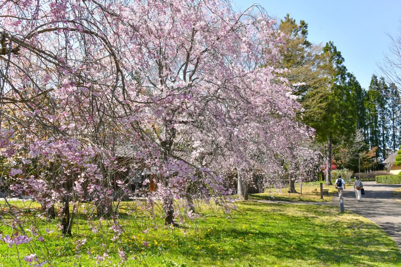 ソメイヨシノ(やすらぎの池)