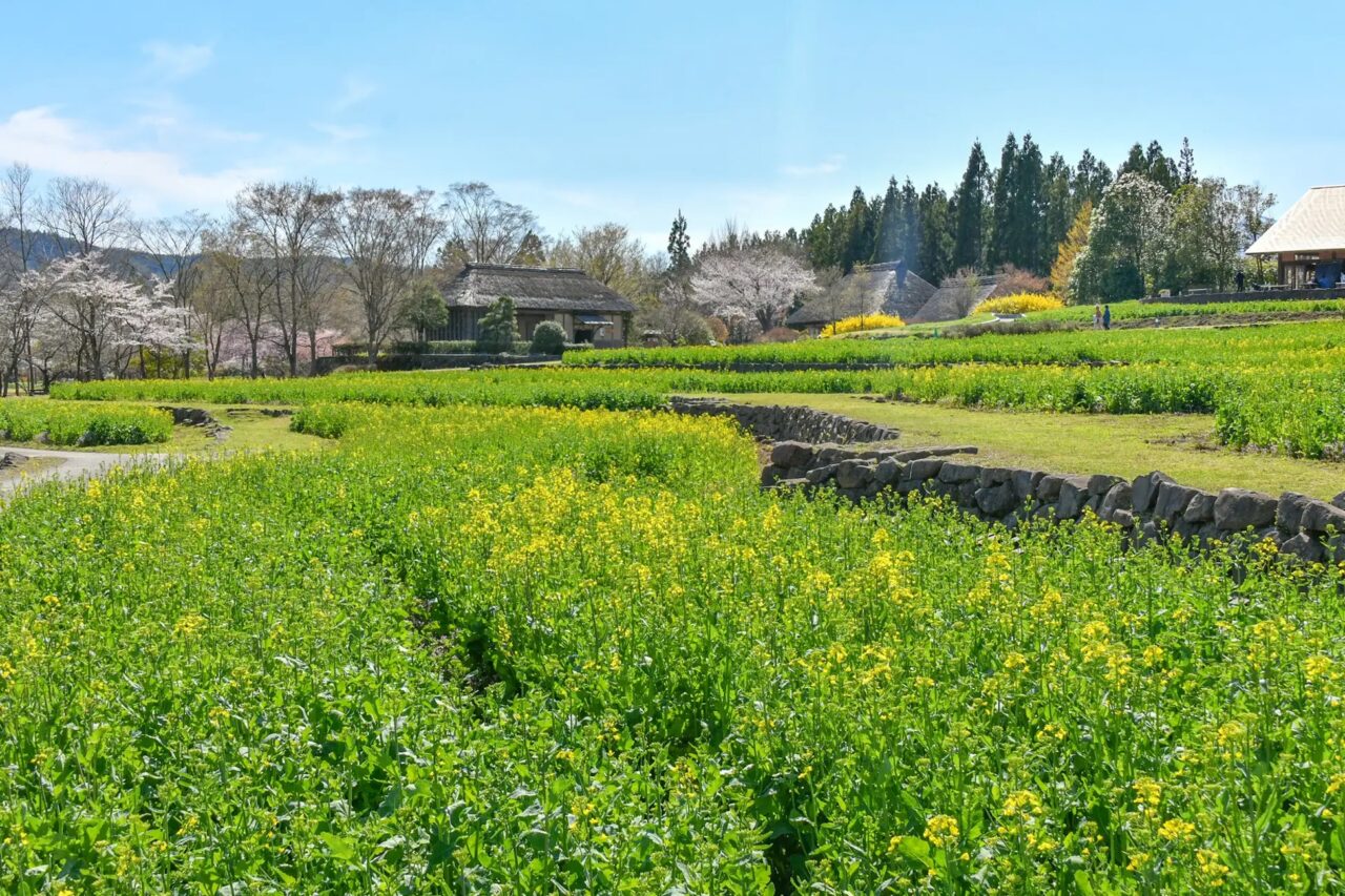 ナノハナ(だんだん畑)