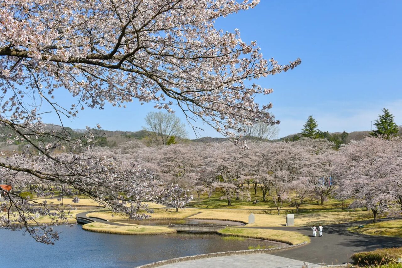 ソメイヨシノ(やすらぎの池)