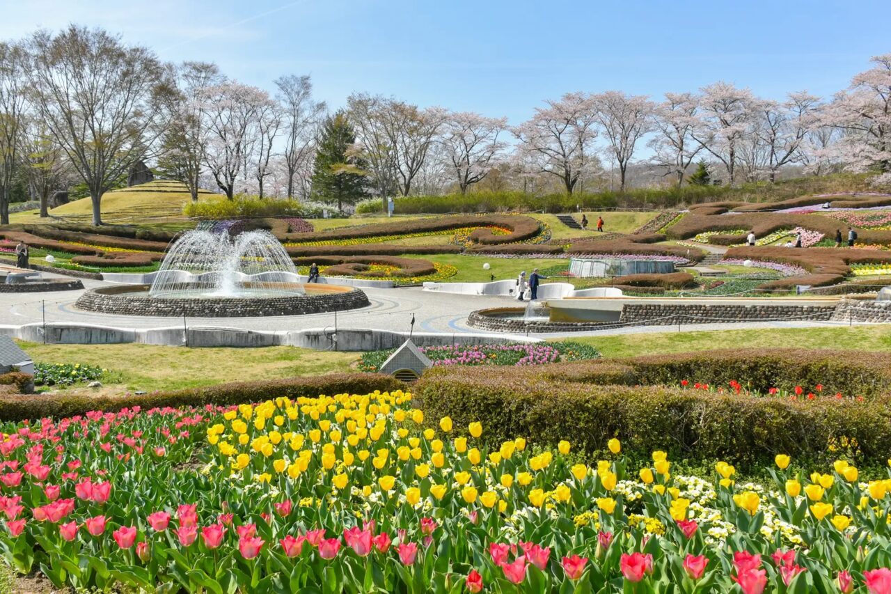 チューリップ(彩のひろば)