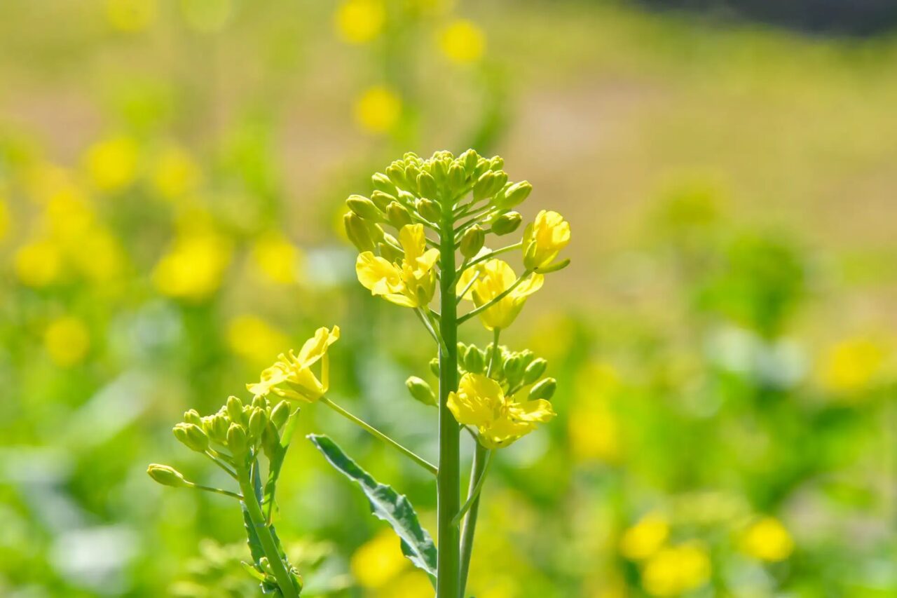 ナノハナ(だんだん畑)