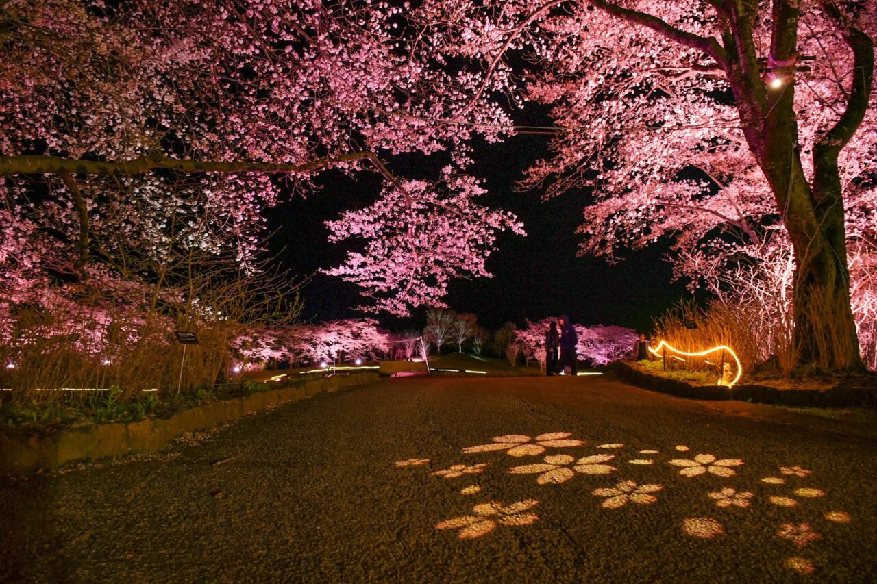 みちのく花明かり