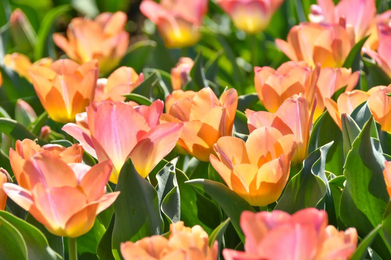 チューリップ“クンユン”