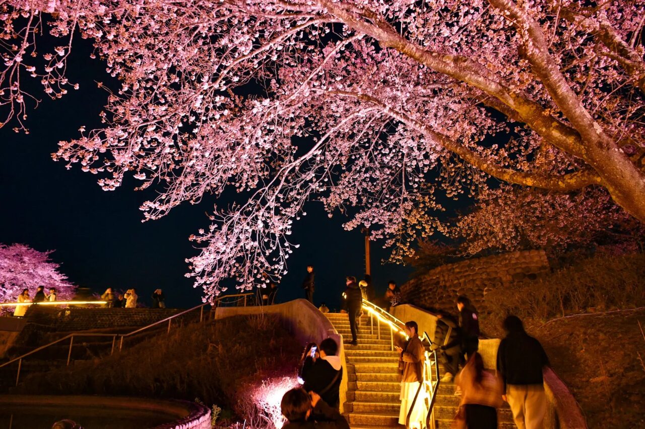 みちのく花明かり