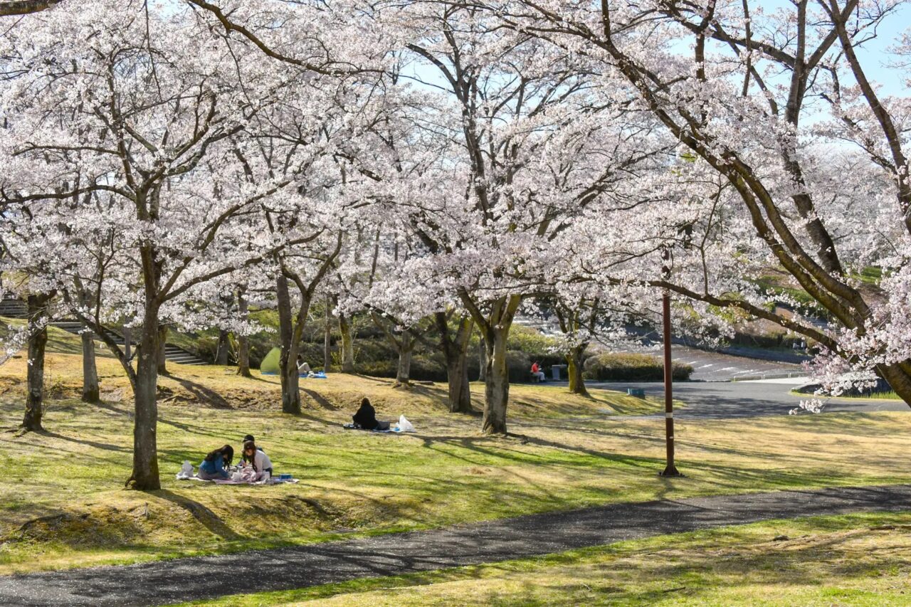 ソメイヨシノ(やすらぎの池
