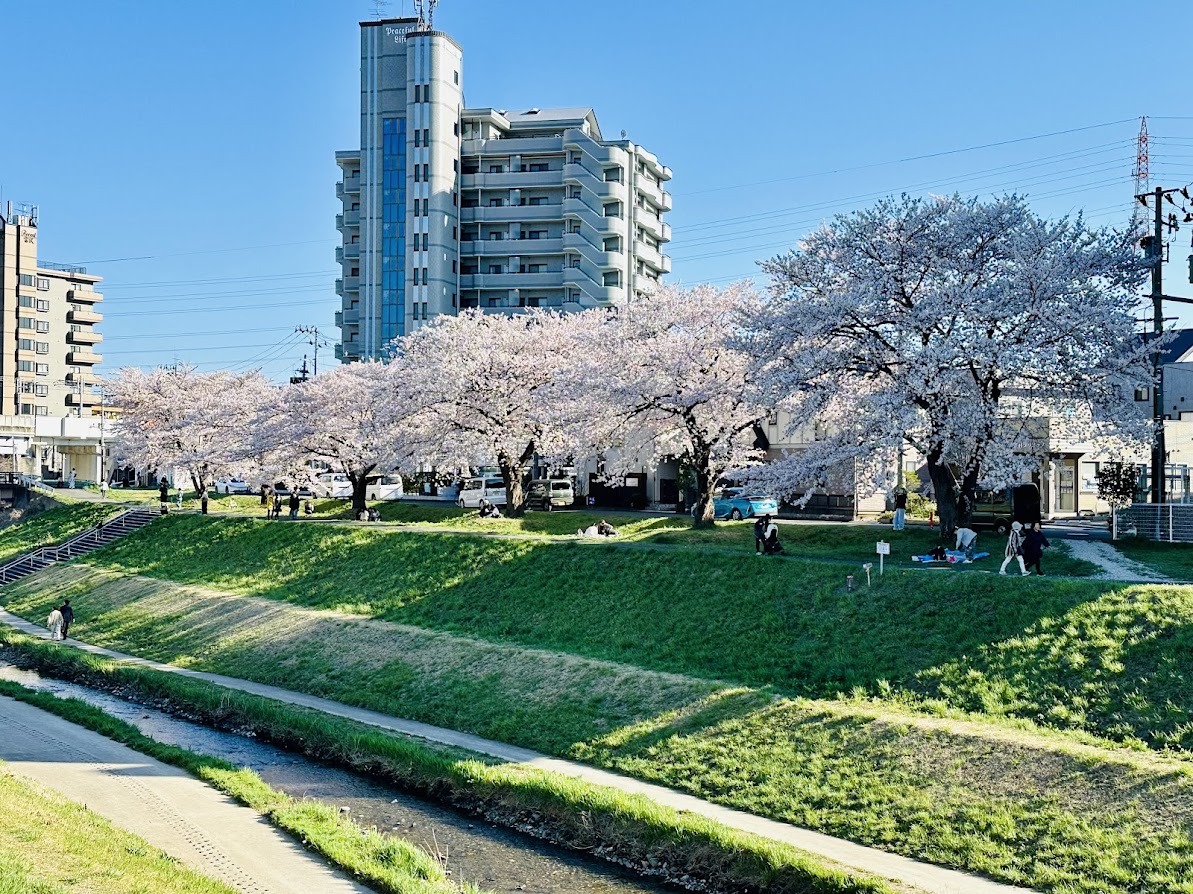 新笊川の桜