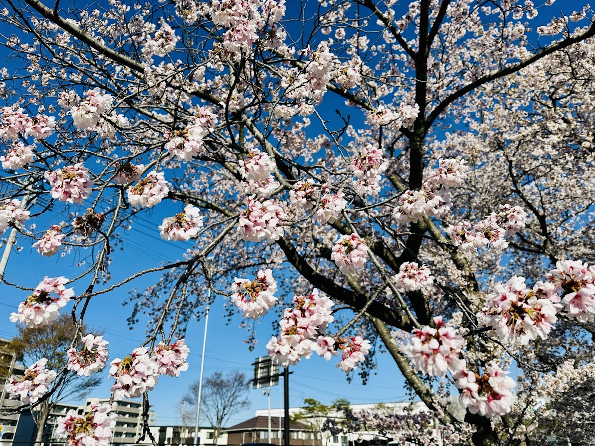 新笊川の桜