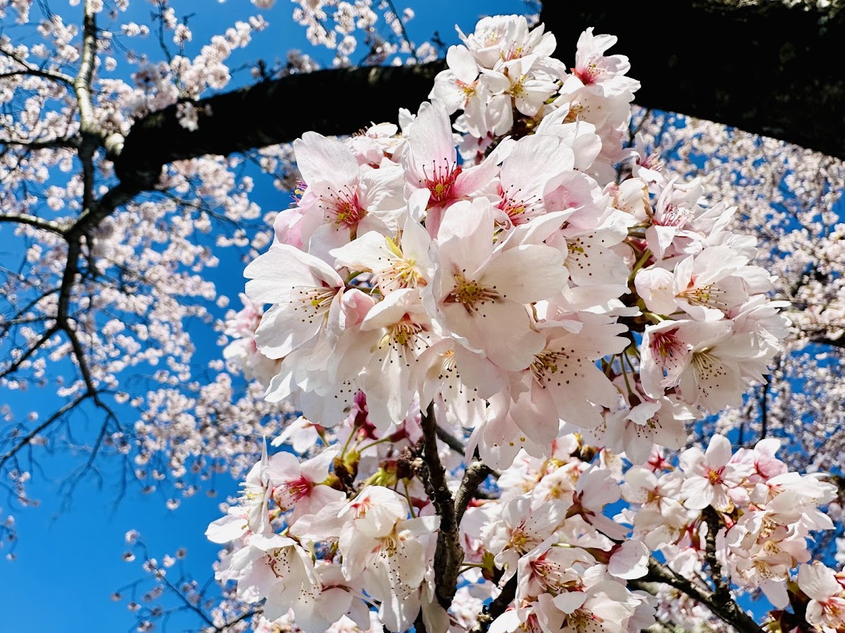 新笊川の桜
