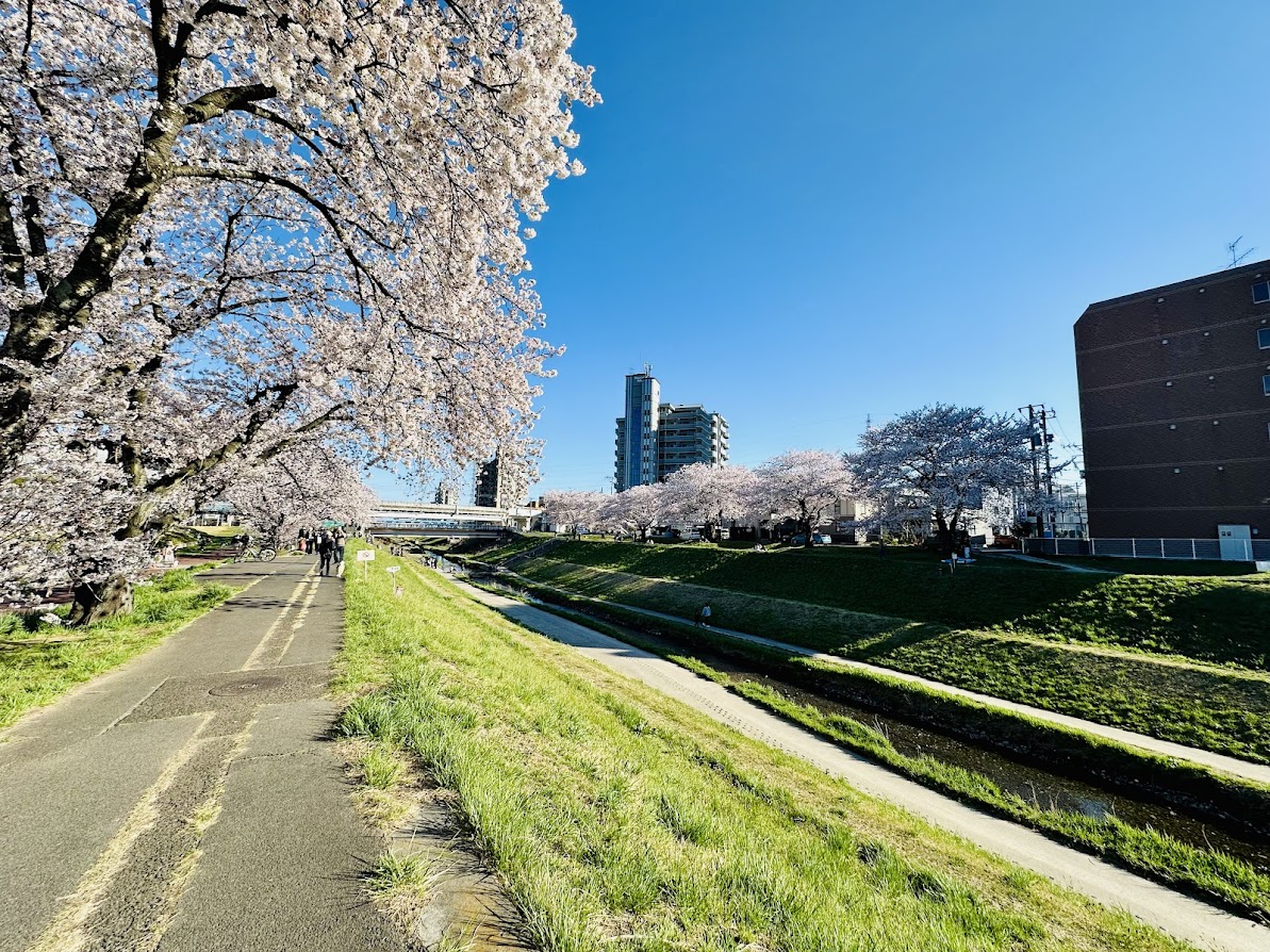 新笊川の桜