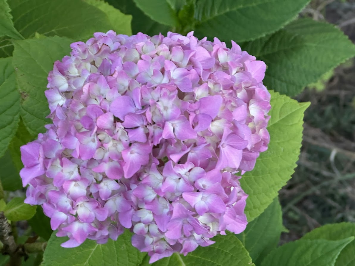 芦ノ口緑地(あじさい公園)