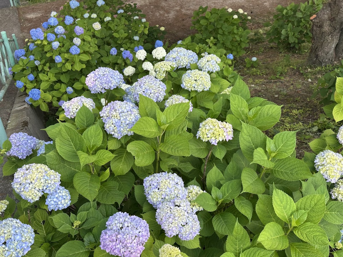 芦ノ口緑地(あじさい公園)