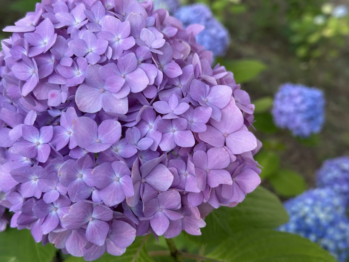 芦ノ口緑地(あじさい公園)