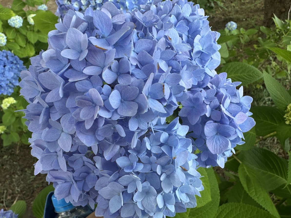 芦ノ口緑地(あじさい公園)