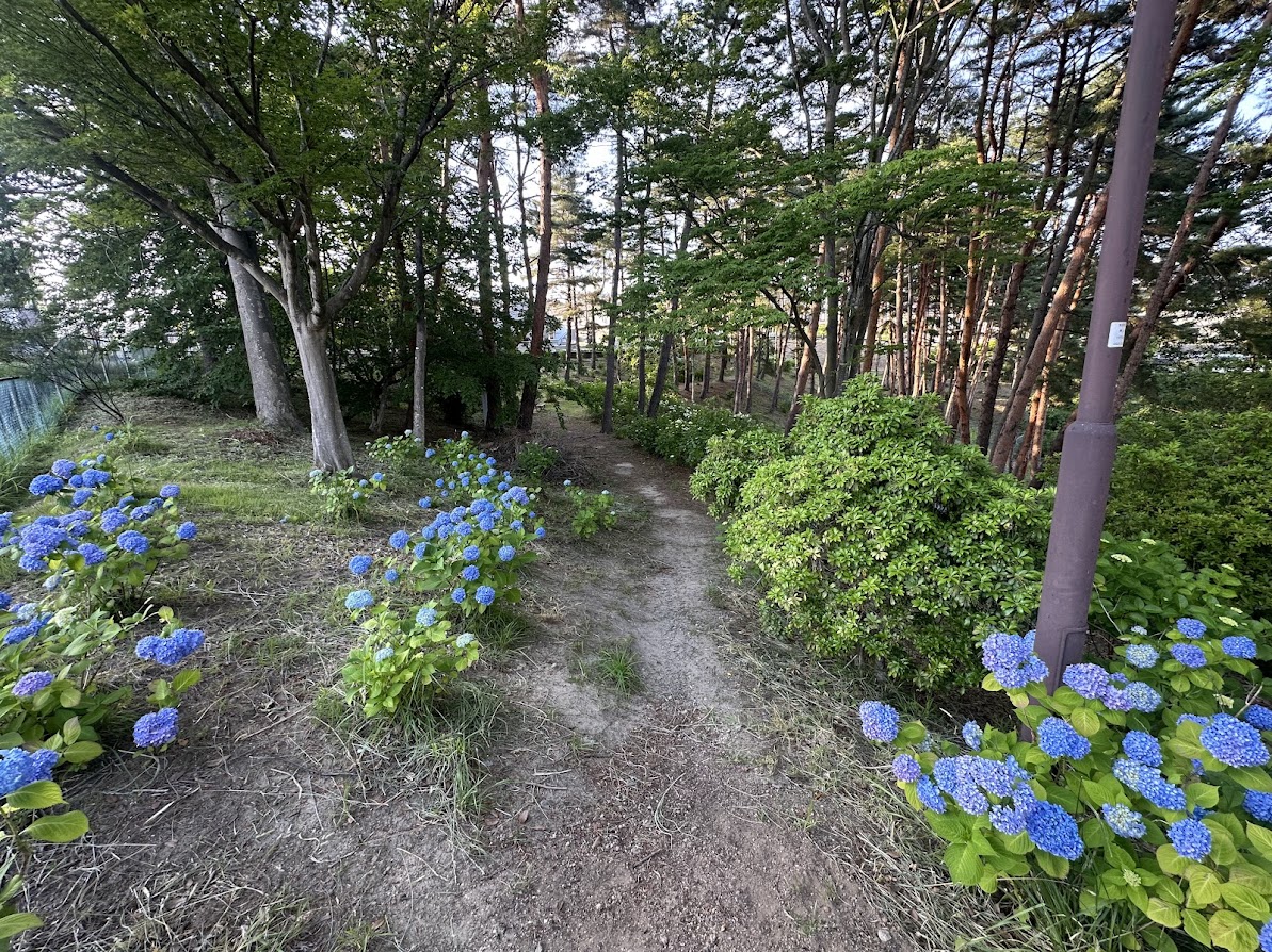 芦ノ口緑地(あじさい公園)