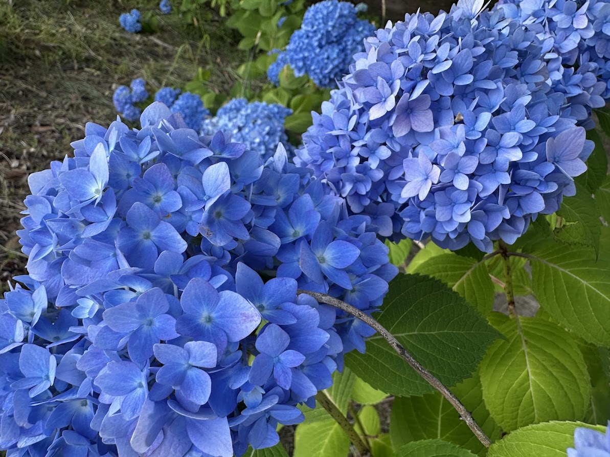 芦ノ口緑地(あじさい公園)