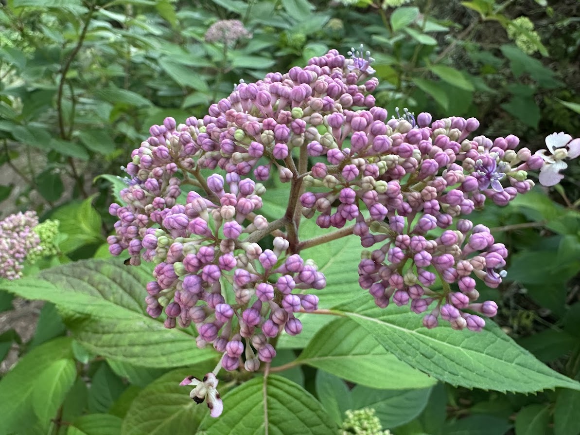 芦ノ口緑地(あじさい公園)