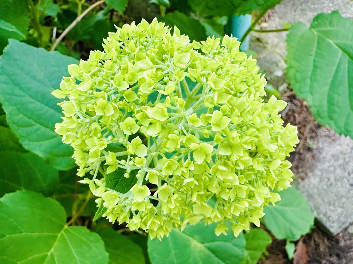 芦ノ口緑地(あじさい公園)
