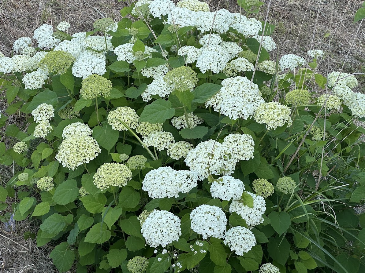 芦ノ口緑地(あじさい公園)